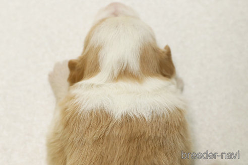販売中の神奈川県のボーダーコリー-393423の2枚目